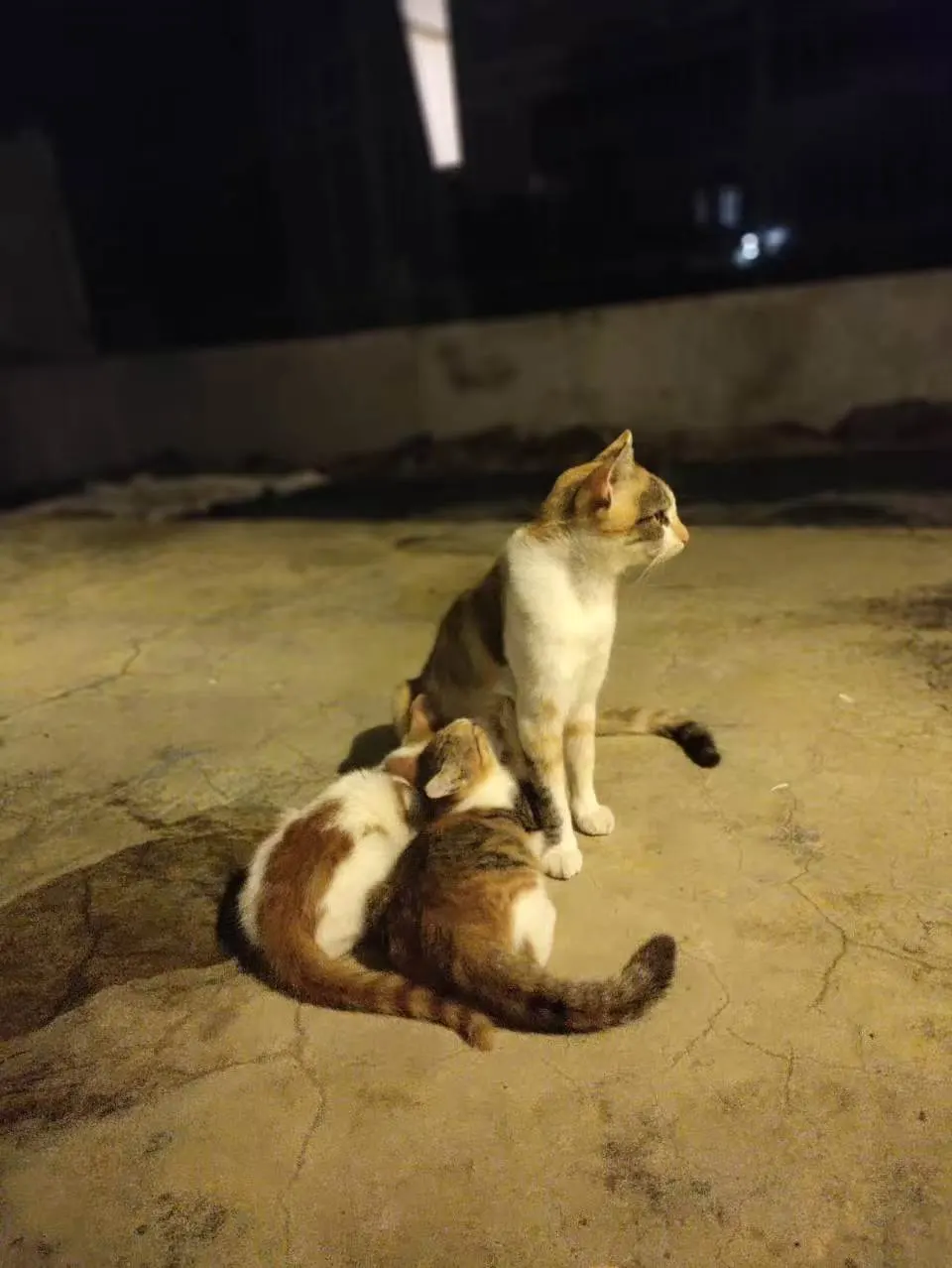 Ginger nursing her kids